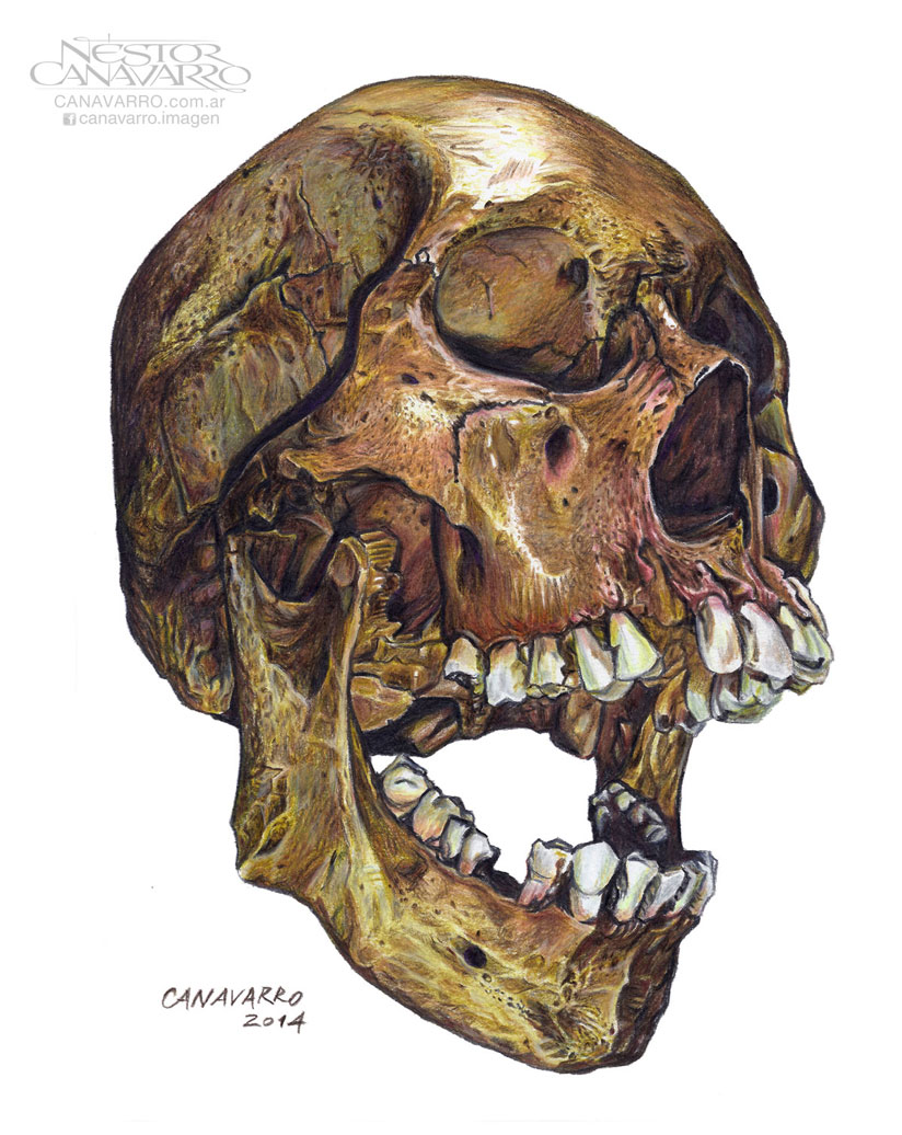 skull-canavarro-